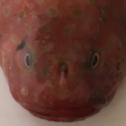 落雁