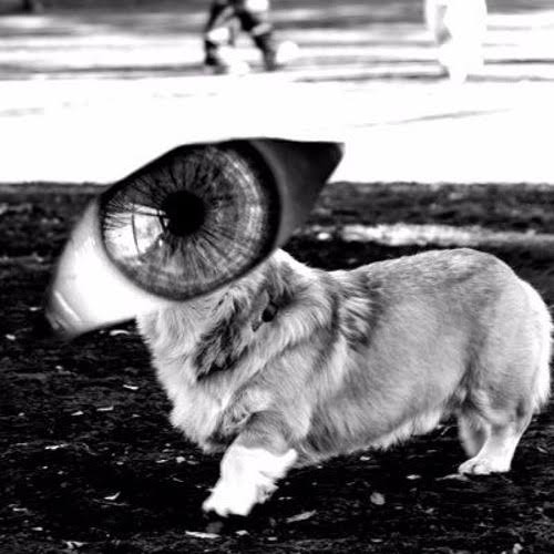 空読無 白眼